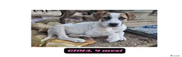 Meticcio cani in regalo: 10cuccioli 2mesi e 1/2 mollati,CATANIA SOS CASA - Annuncio 10