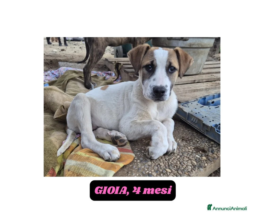 Meticcio cani in regalo: 10cuccioli 2mesi e 1/2 mollati,CATANIA SOS CASA - Annuncio 10