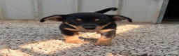 Meticcio cani in regalo: IL PICCOLO OTTO  - Annuncio 3