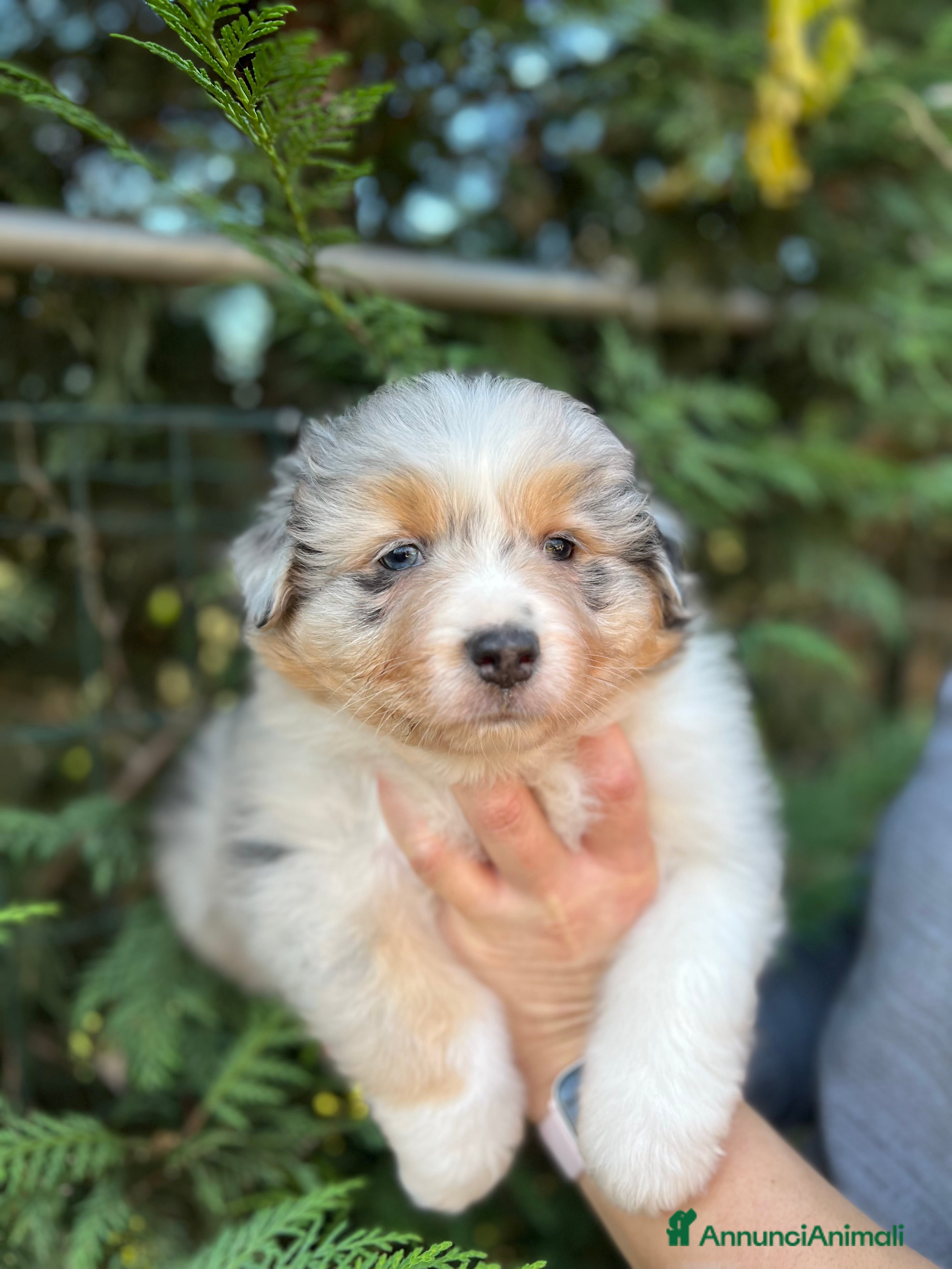 Australian Shepherd cani Cucciole pastore australiano  - Annuncio 1