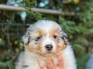 Australian Shepherd cani Cucciole pastore australiano - Annuncio 1