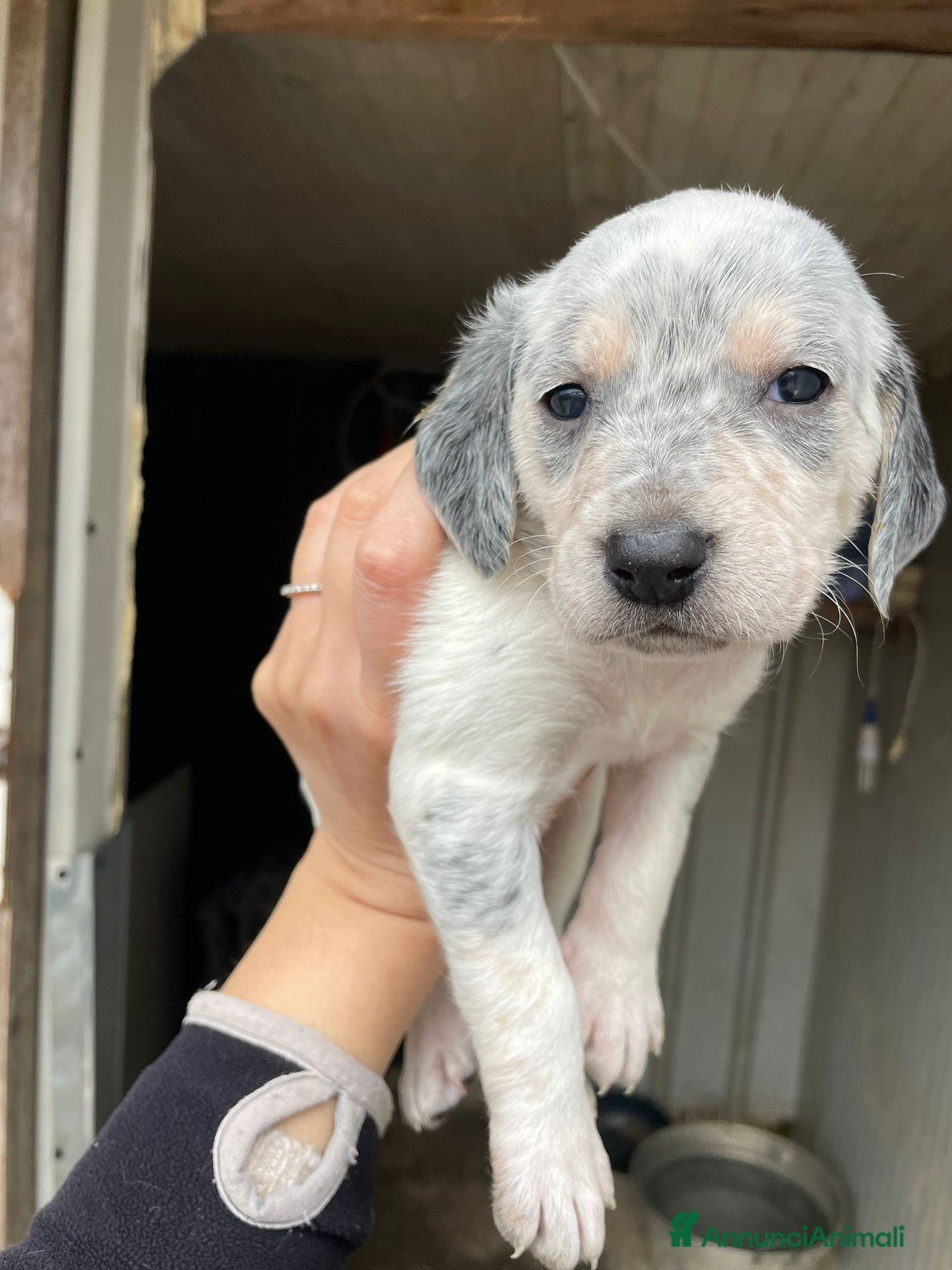 Segugio cani LA DOLCISSIMA SIRYA - Annuncio 3