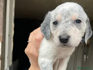 Segugio cani LA DOLCISSIMA SIRYA - Annuncio 3