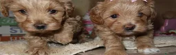 Maltipoo cani in vendita: Splendidi cuccioli di Maltipoo - Annuncio 11
