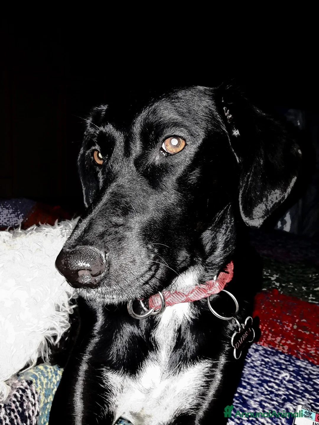 Meticcio cani in regalo: Ombra 8 anni cerca casa - Annuncio 2