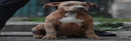 American Bully cani in vendita: Cucciole di American Bully XL. - Annuncio 3