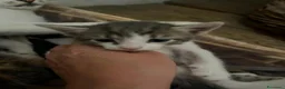 Meticcio gatti in regalo: Regalo 3 gattini zono Sciacca / Ribera - Annuncio 4