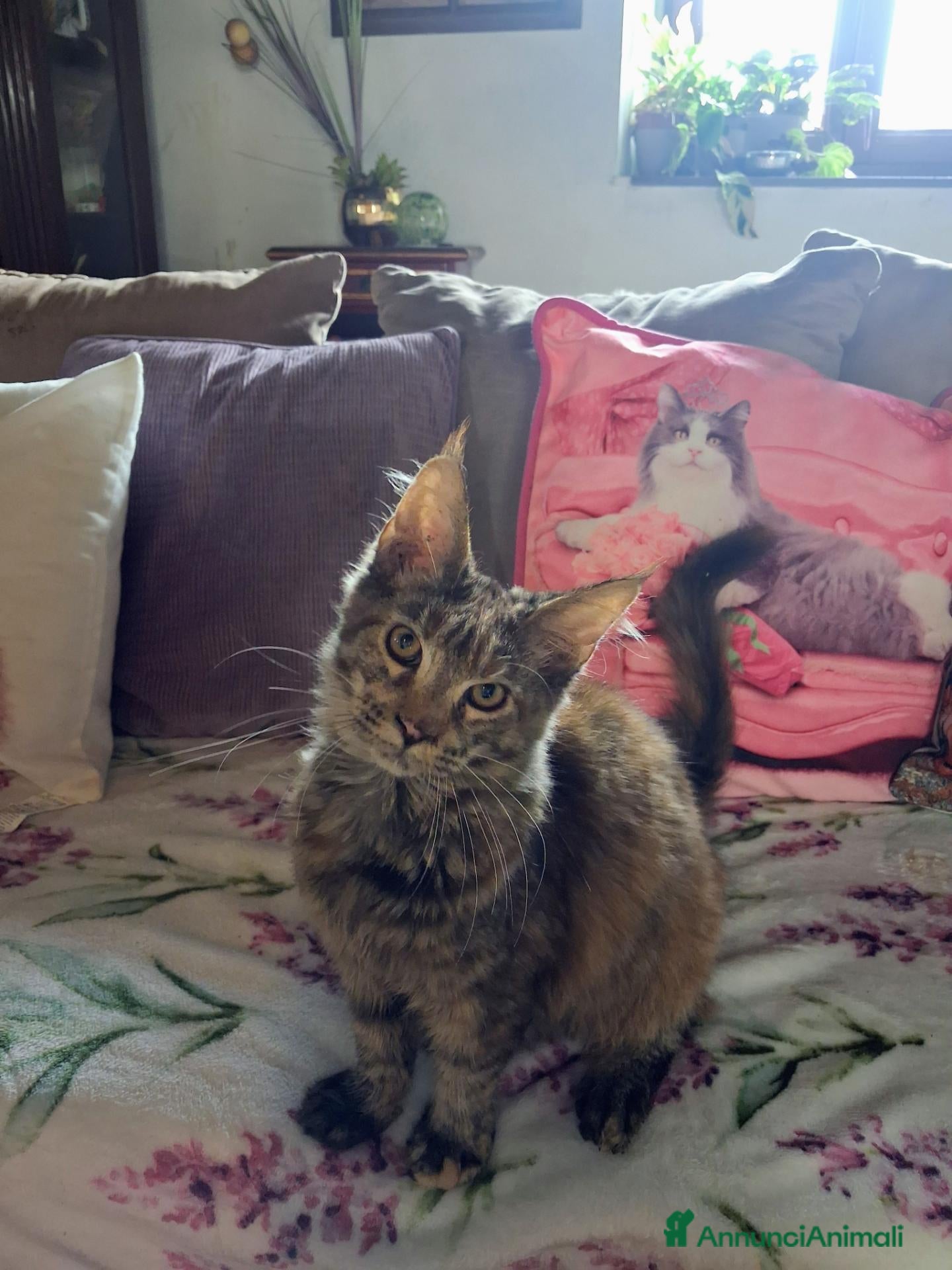 Maine Coon gatti Maine coon - Annuncio 16