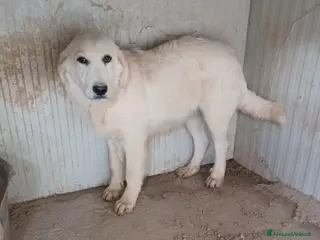 Meticcio cani I DOLCISSIMI LUCKY e OSLO - Annuncio 17