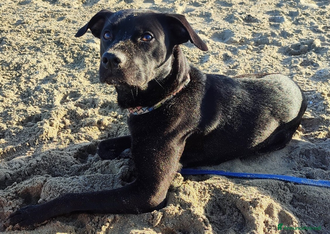 Meticcio cani Regalo Pitbull  - Annuncio 2