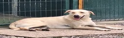 Labrador cani in regalo: Diana un cane speciale in cerca di casa  a Città metropolitana di Milano - Annuncio 1