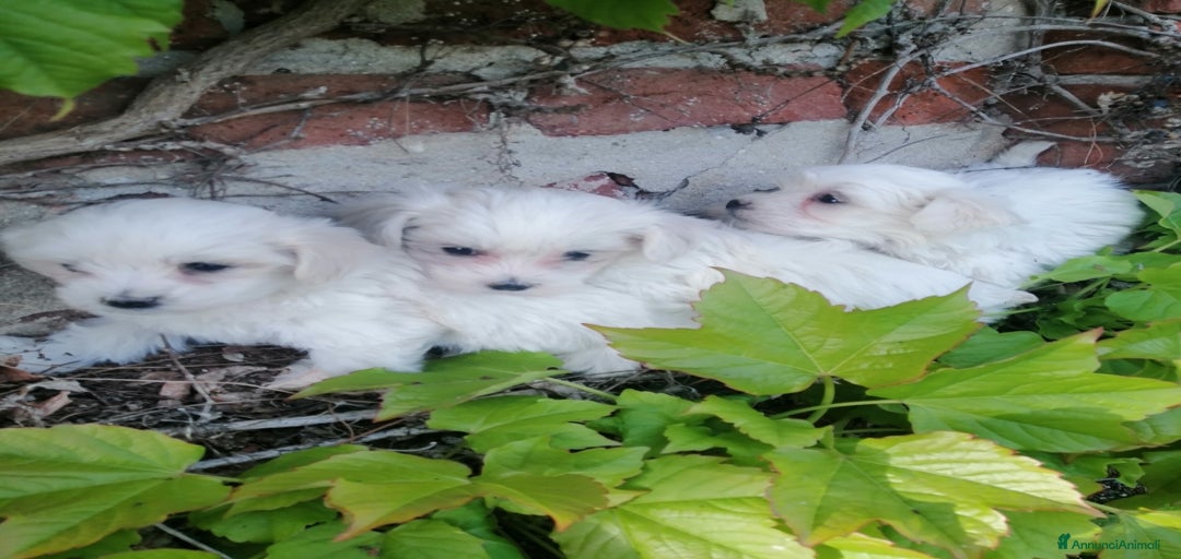 Immagine della galleria {{count}}