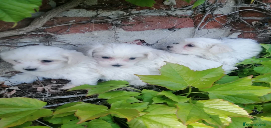 Immagine della galleria {{count}}