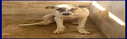 Meticcio cani in regalo: ROMA sui 3anni una timidina tg contenuta - Annuncio 2