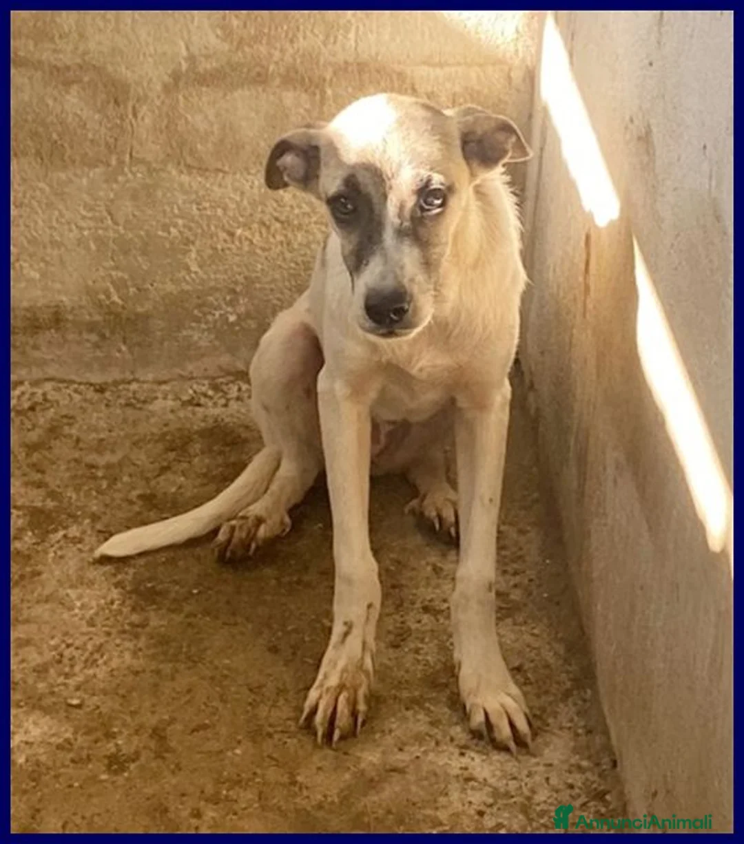 Meticcio cani in regalo: ROMA sui 3anni una timidina tg contenuta - Annuncio 2