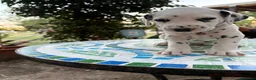 Dalmata cani in vendita: Cuccioli di Dalmata - Annuncio 16