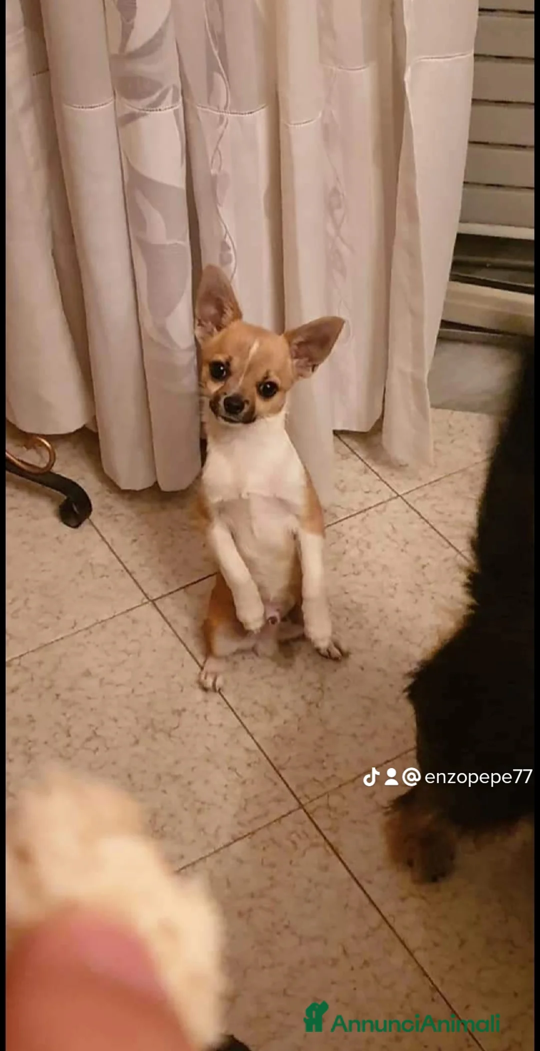 Chihuahua cani per accoppiamento:  Willy Stallone per monta - Annuncio 2