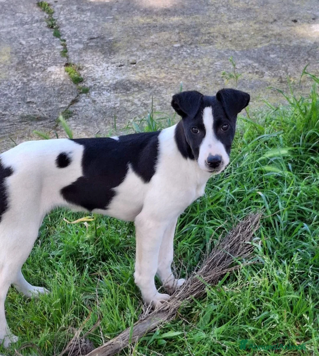 Meticcio cani in regalo: SESAMO 💙 -cucciolo futura taglia media.Chiama🙏🏻 a Città metropolitana di Milano - Annuncio 3