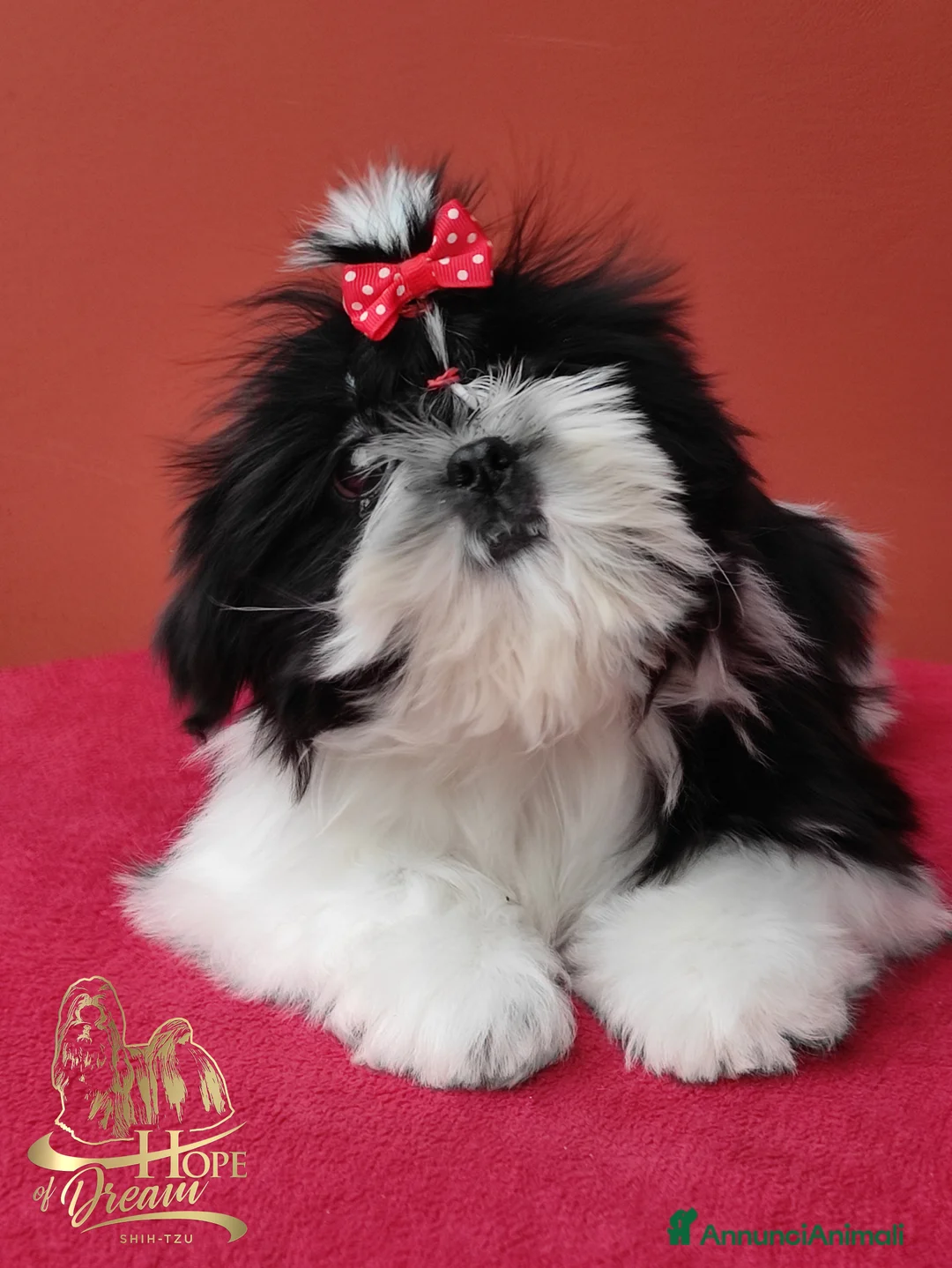 Shih Tzu cani in vendita: Cucciola Shihtzu con pedigree Enci  - Annuncio 3