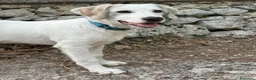 Meticcio cani in regalo: Loki dolcissimo cucciolo simil labrador  - Annuncio 3