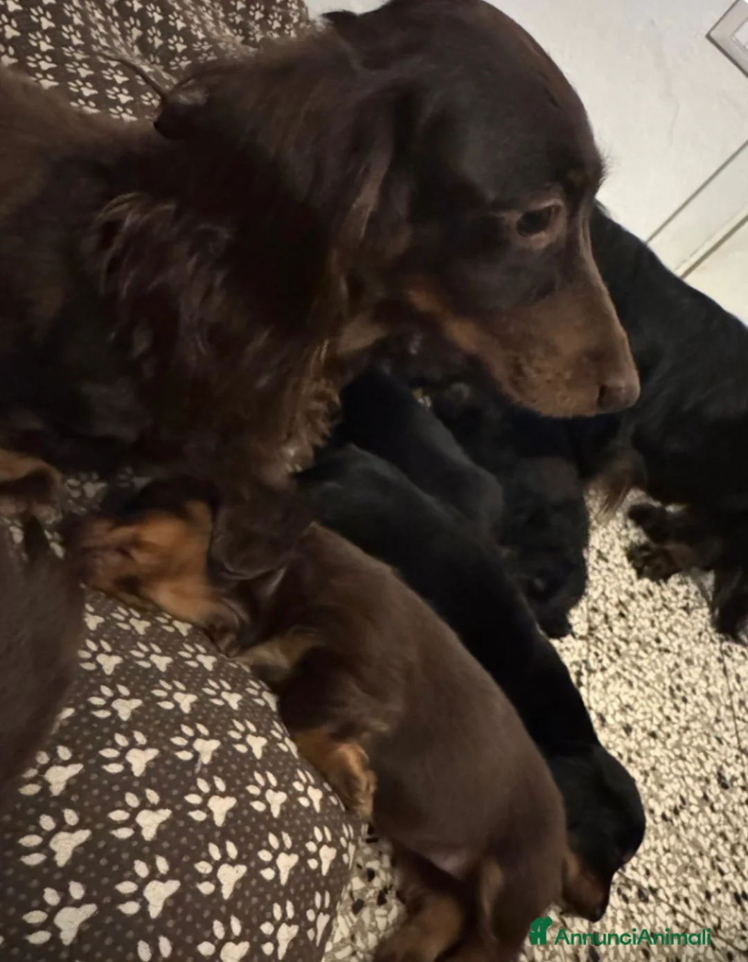 Bassotto cani in vendita: Bassotto a pelo lungo focato  a Provincia di Barletta-Andria-Trani - Annuncio 1