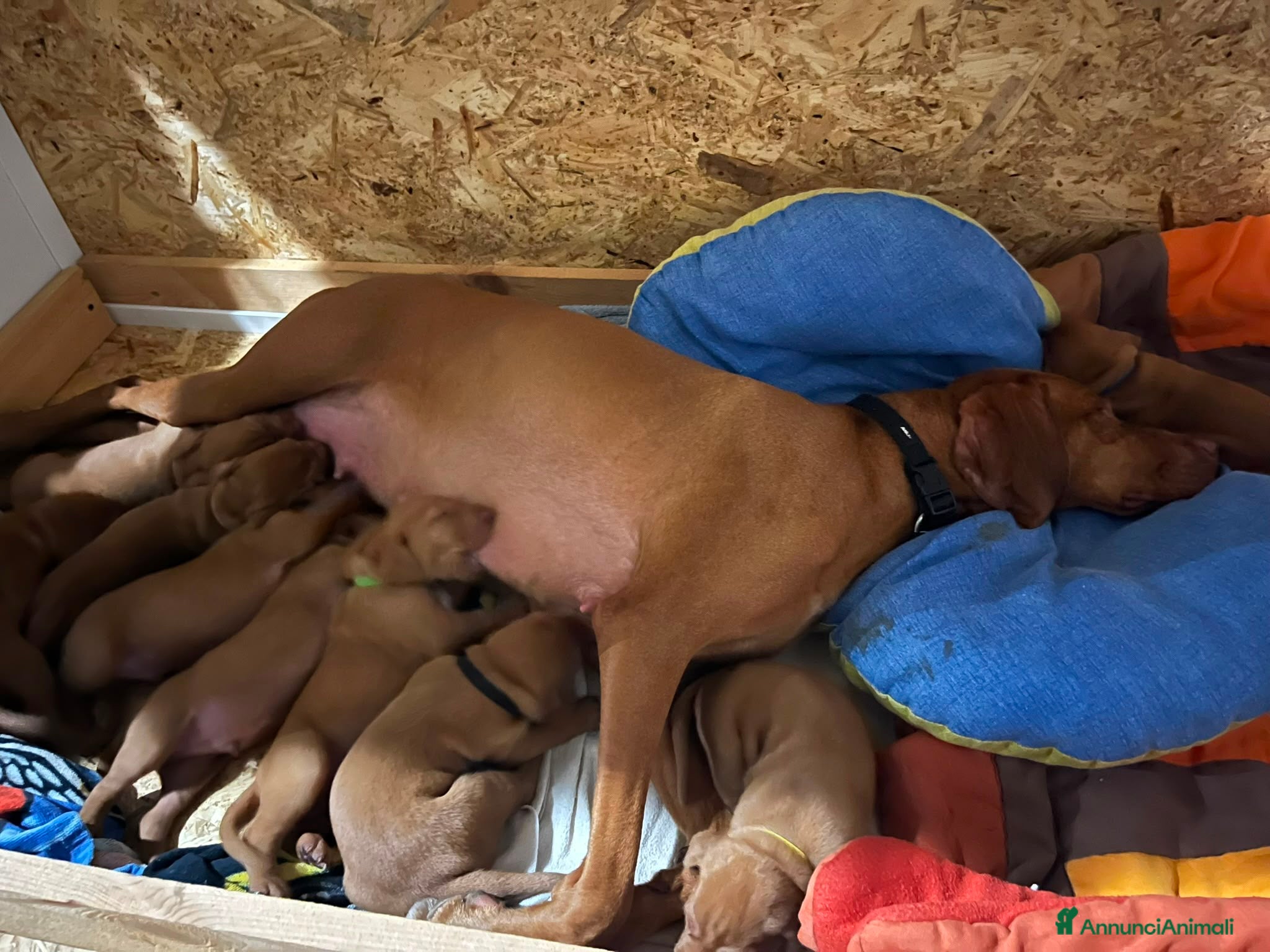 Bracco cani Cuccioli di bracco ungherese (Viszla) disponibili - Annuncio 2