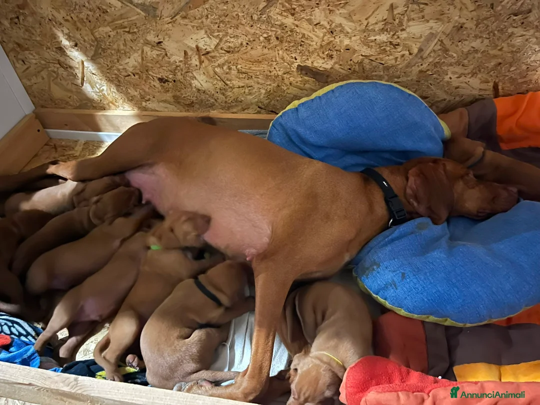 Bracco cani in vendita: Cuccioli di bracco ungherese (Viszla) disponibili - Annuncio 1