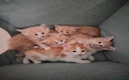 Norvegese gatti in vendita: Norvegese delle foreste cuccioli a Città Metropolitana di Torino - Immagine 6