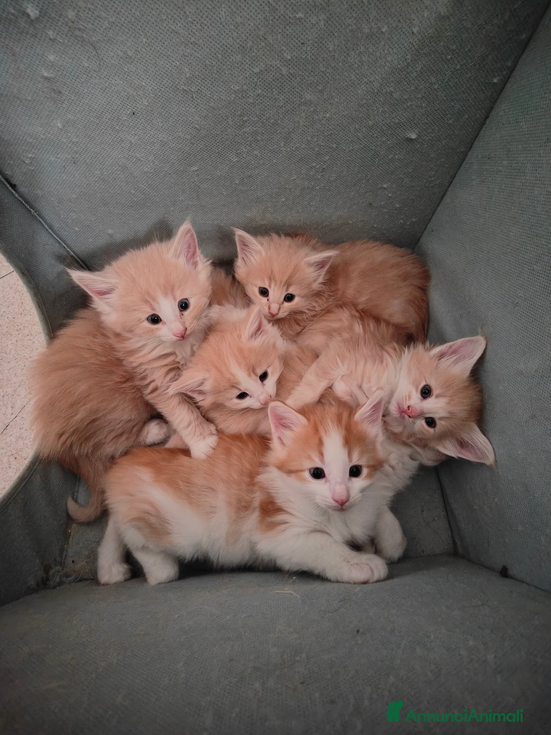 Norvegese gatti in vendita: Norvegese delle foreste cuccioli a Città Metropolitana di Torino - Immagine 6