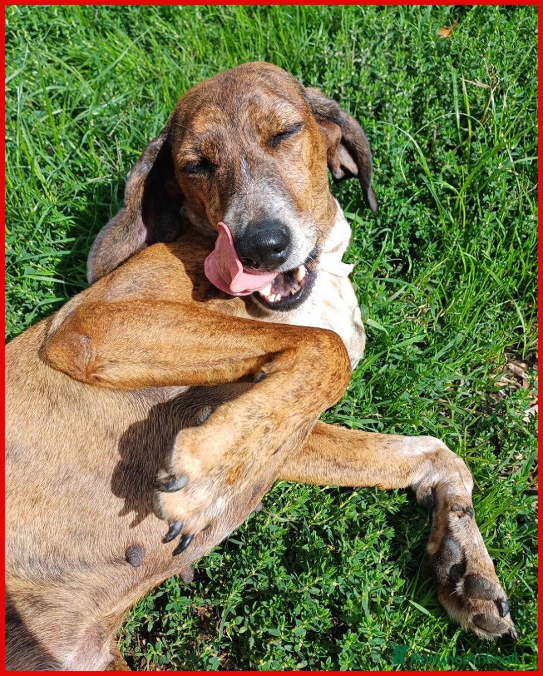 Segugio Maremmano cani in regalo: AIUTO PER SVITOL SEGUGIETTA 5 ANNI STA MEGLIO MA  a Città metropolitana di Milano - Annuncio 16