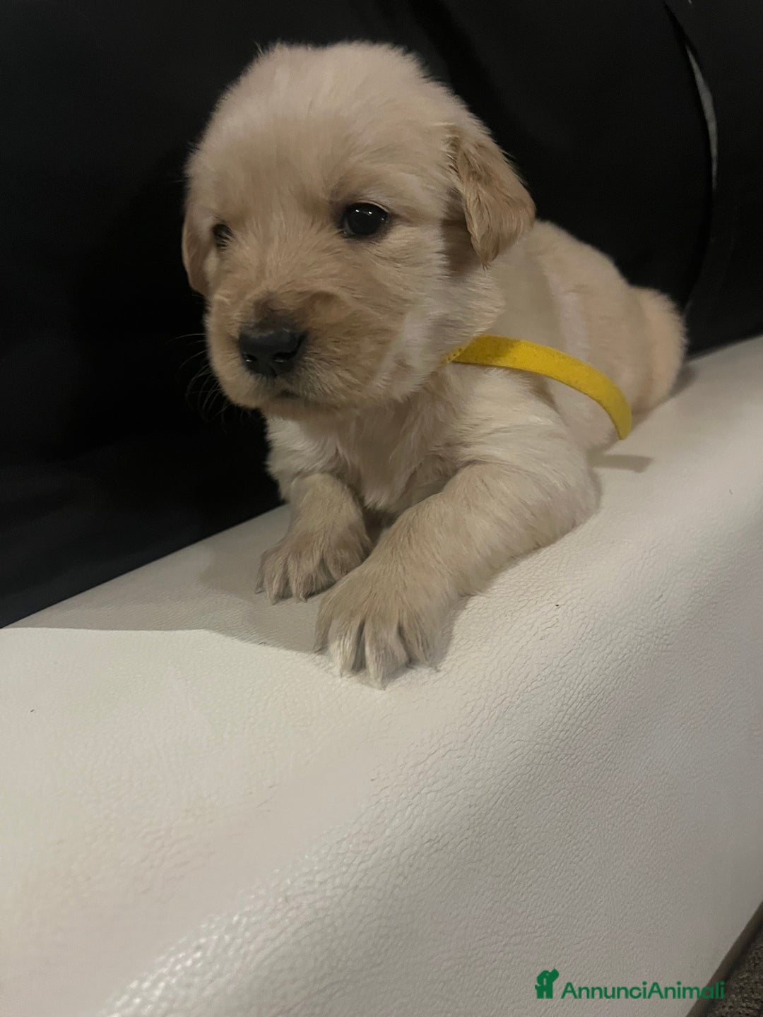 Golden Retriever cani in vendita: Cucciolo di Golden retriver anglo americani  - Annuncio 10