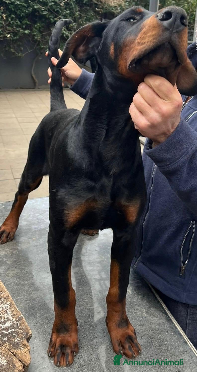 Dobermann cani cucciolo di doberman messina  - Annuncio 2