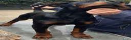 Dobermann cani in vendita: cucciolo di doberman messina  - Annuncio 2