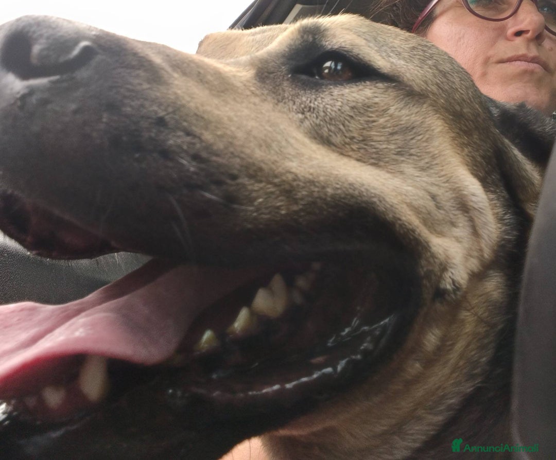 Meticcio cani in regalo: Bellissimo e dolcissimo Bobby - Annuncio 14