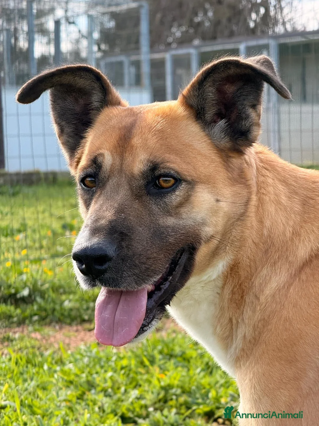 Meticcio cani in regalo: Pita fuori dal box - Annuncio 1