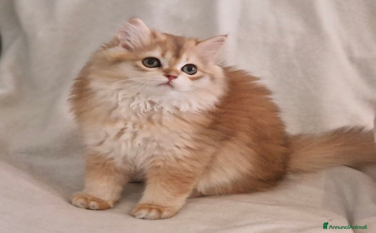 Scottish gatti a Provincia di Caserta - Annuncio 4