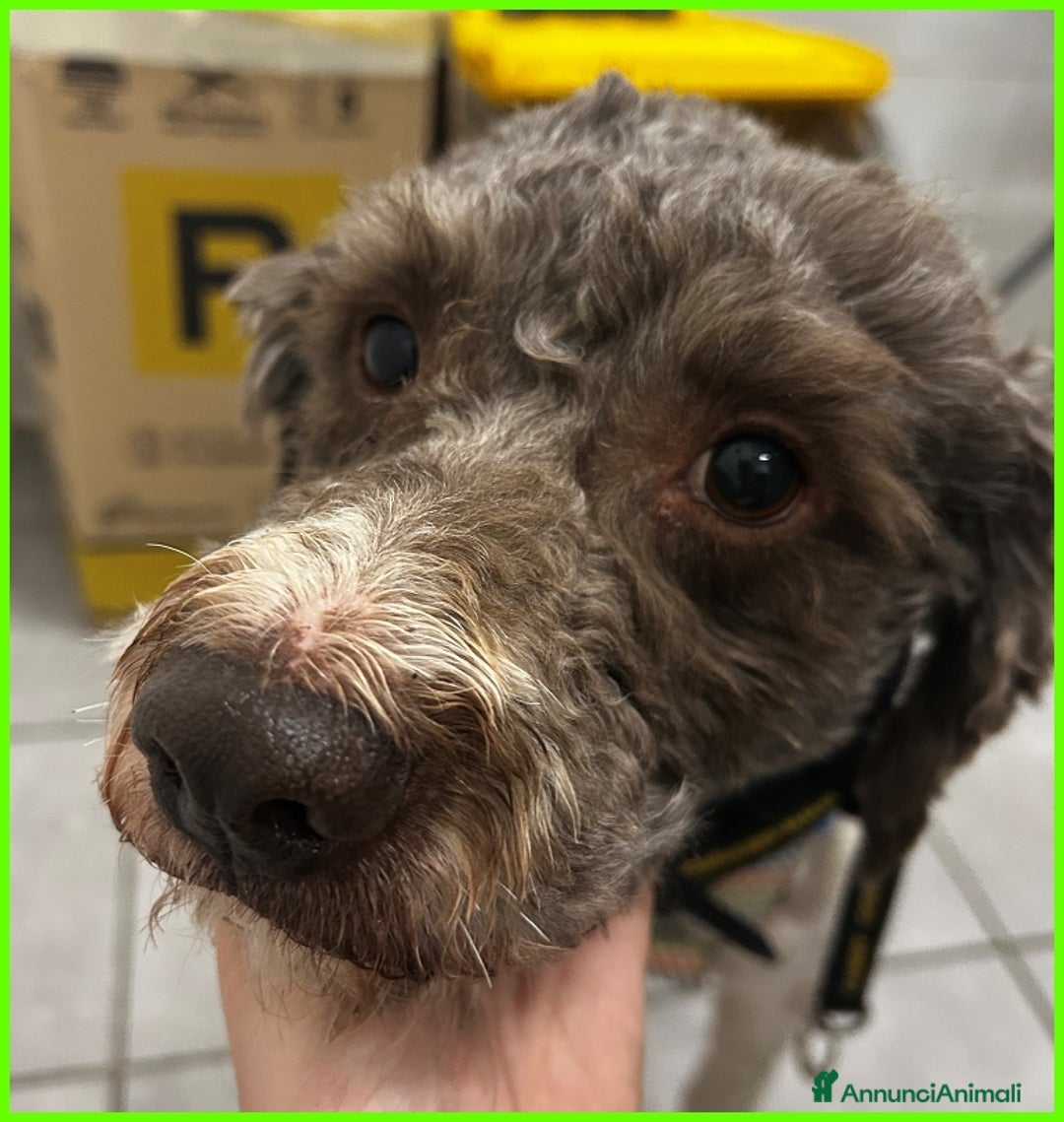 Lagotto cani in regalo: PICONE, SIMIL LAGOTTINO 2 ANNI, RECUPERATO LEGATO  a Città metropolitana di Milano - Annuncio 5