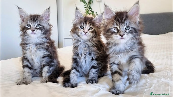 Maine Coon gatti maine coon cuccioli  - Annuncio 5