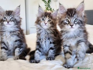 Maine Coon gatti maine coon cuccioli - Annuncio 13
