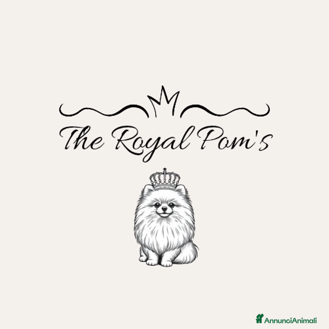 Immagine della galleria {{count}}