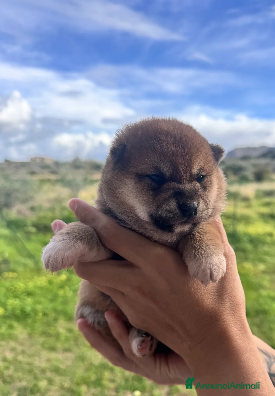 Shiba Inu cani in vendita: Shiba inu cucciole con pedigree  - Annuncio 2