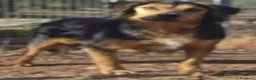 Meticcio cani in regalo: Lois adorabile cucciolone - Annuncio 10