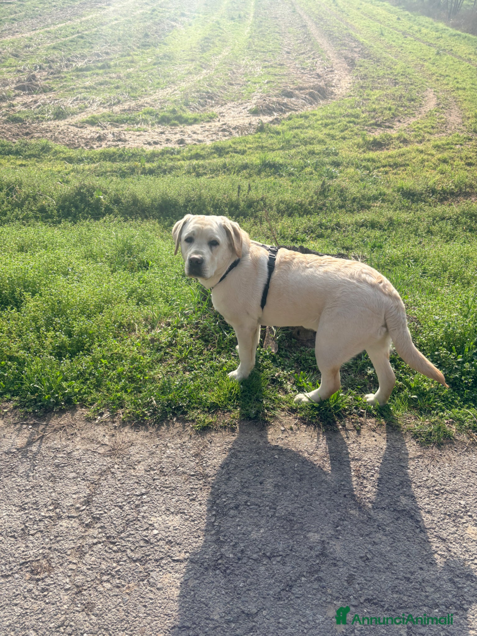 Labrador cani Lucky - Annuncio 15