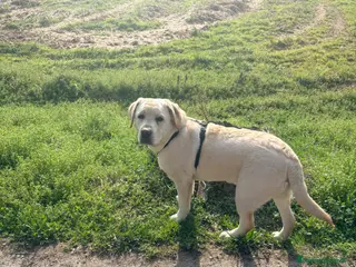 Labrador cani Lucky - Annuncio 1