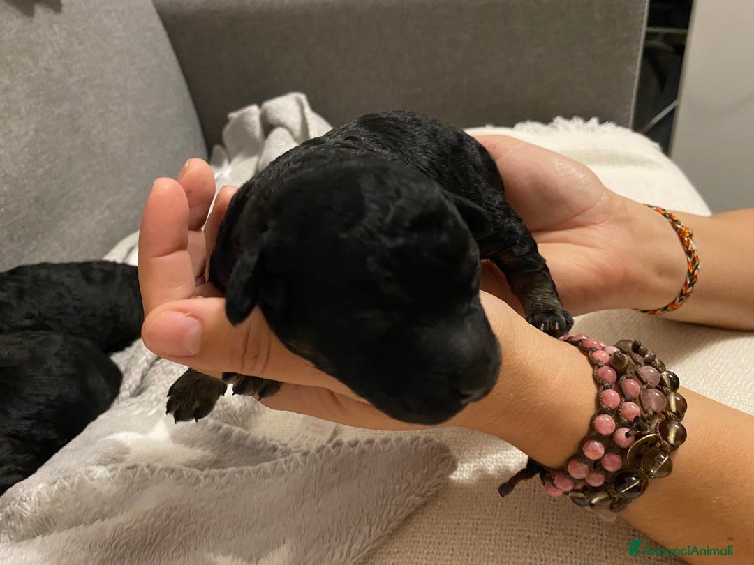 Barboncino cani in vendita: Cuccioli di barboncino  - Annuncio 15