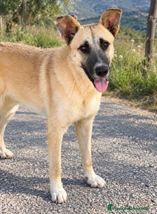 Meticcio cani Teslan - Annuncio 24
