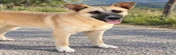 Meticcio cani in regalo: Teslan - Annuncio 1
