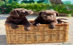 Labrador cani in vendita: Meraviglioso cucciolo di labrador chocolate puro a Città metropolitana di Palermo - Immagine 24