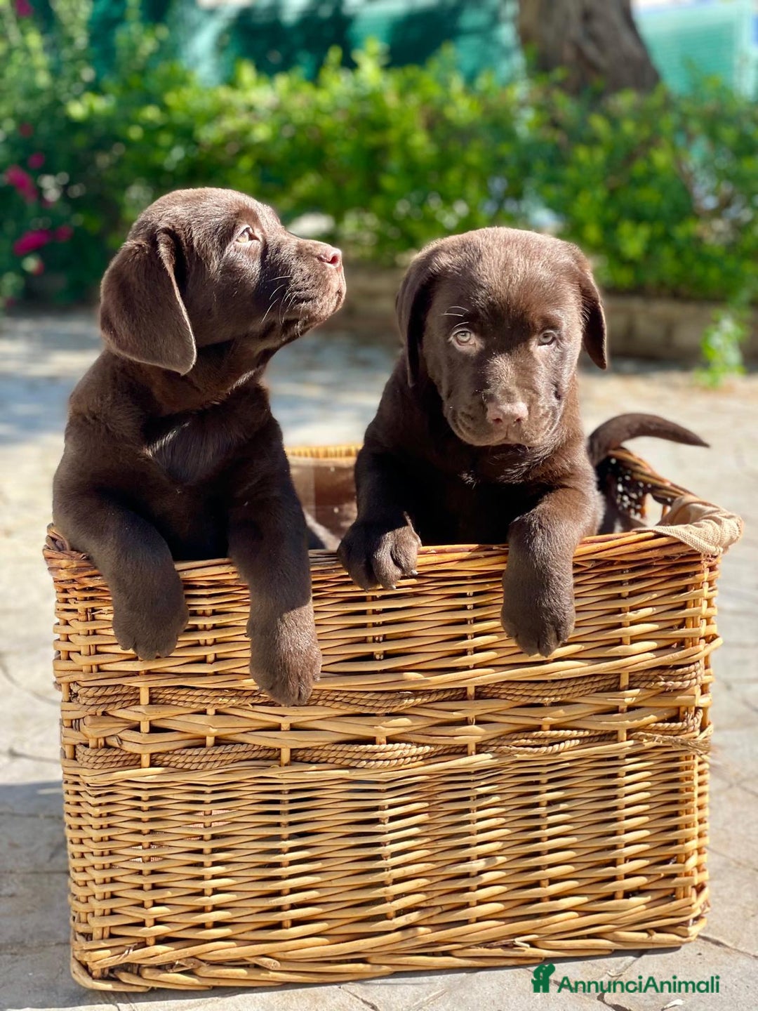 Labrador cani in vendita: Meraviglioso cucciolo di labrador chocolate puro a Città metropolitana di Palermo - Immagine 24