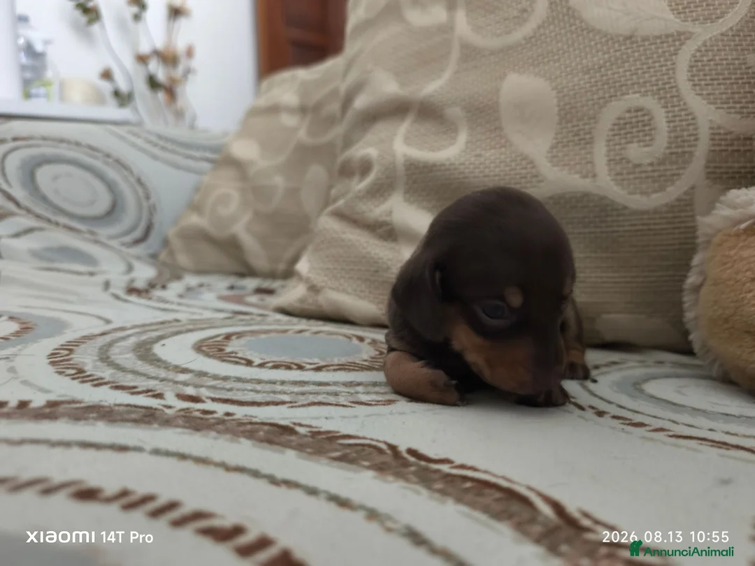 Bassotto cani in vendita: Bassotto tedesco kaninchen pelo raso - Annuncio 5